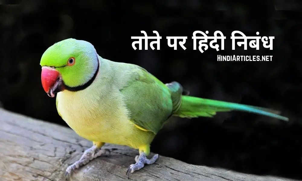 मेरा प्रिय पक्षी तोता पर निबंध (My Favourite Bird Parrot Essay In Hindi)