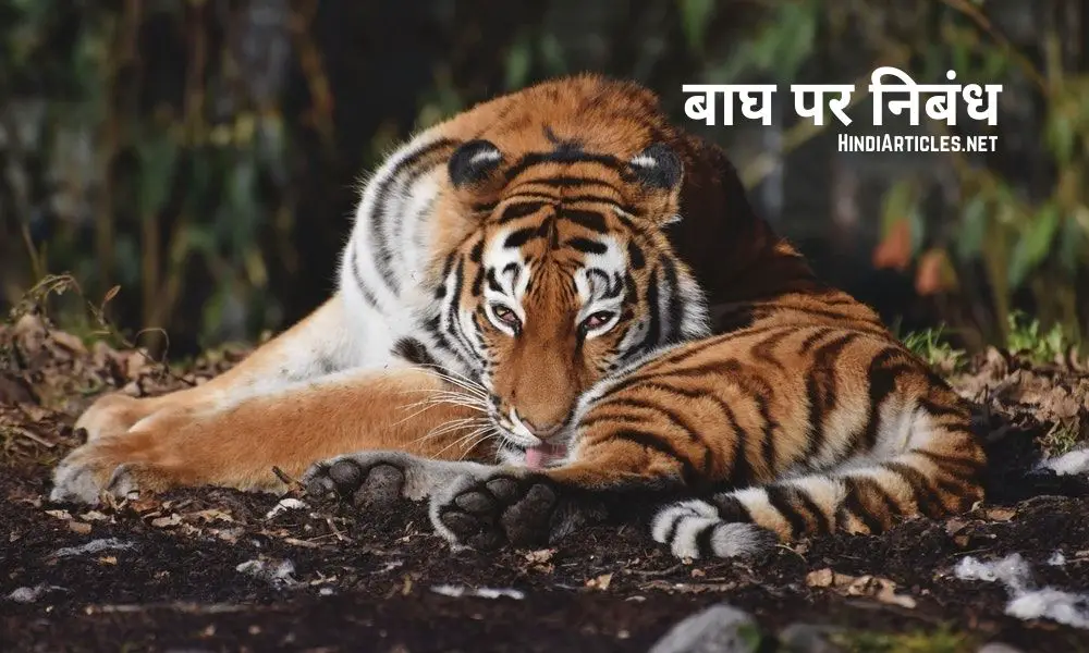 राष्ट्रीय पशु बाघ पर निबंध (National Animal Tiger Essay In Hindi)