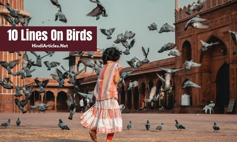 10 Lines On Birds In Hindi And English Language