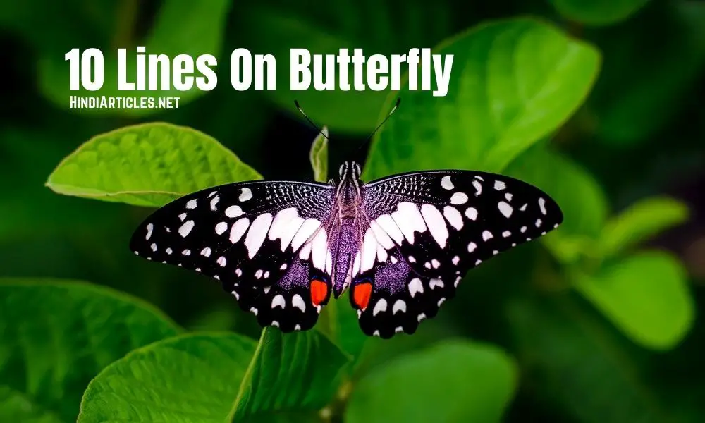 10 Lines On Butterfly In Hindi And English Language