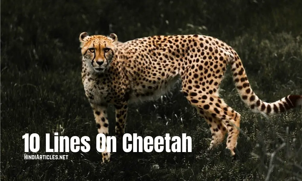 10 Lines On Cheetah In Hindi And English Language