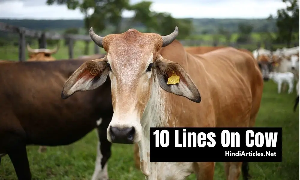 10 Lines On Cow (गाय) In Hindi And English Language