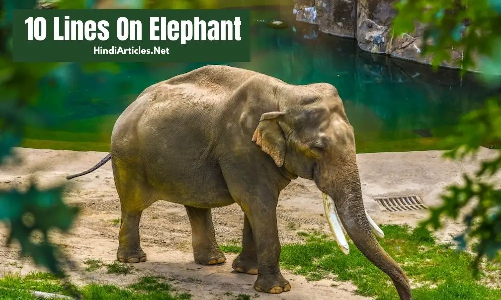 10 Lines On Elephant In Hindi And English Language
