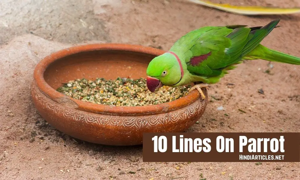 10 Lines On Parrot In Hindi And English Language
