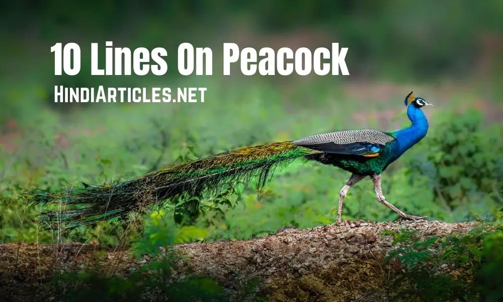 10 Lines On Peacock In Hindi And English Language