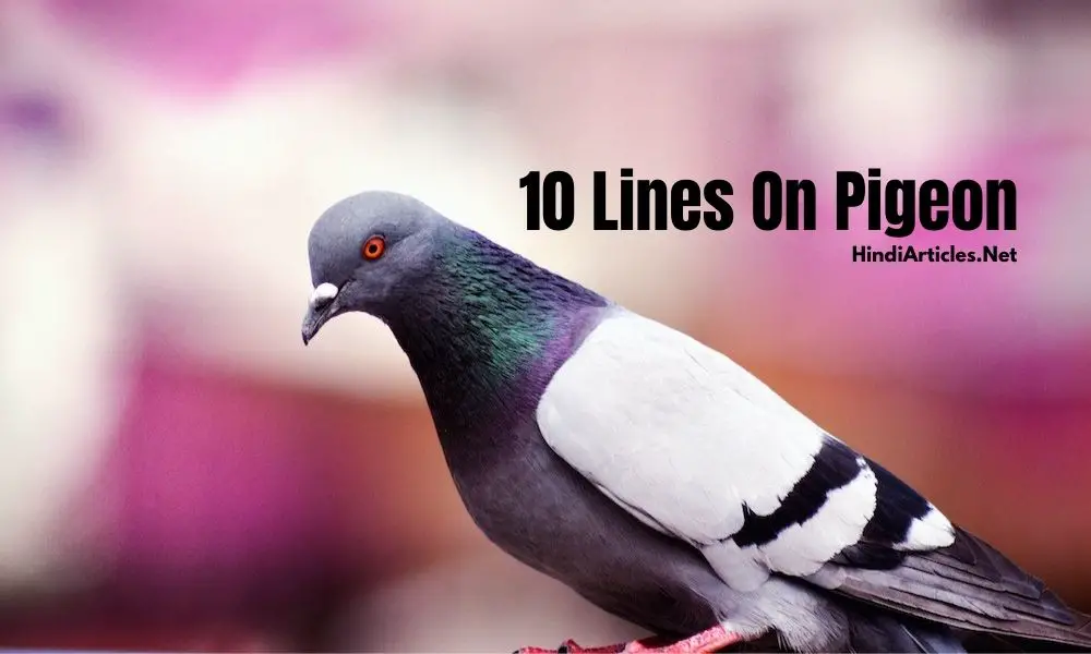 10 Lines On Pigeon In Hindi And English Language