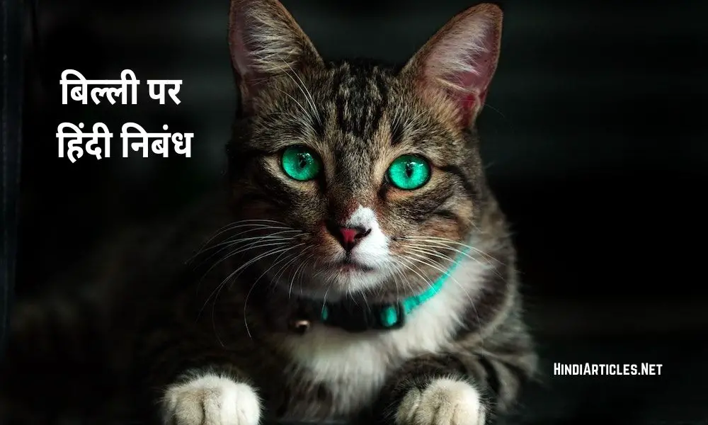 बिल्ली पर निबंध (My Favourite Animal Cat Essay In Hindi)