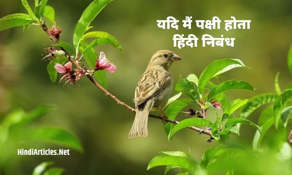 यदि मैं पक्षी होता पर निबंध (If I Were A Bird Essay In Hindi)