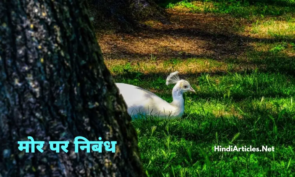 राष्ट्रिय पक्षी मोर पर निबंध (National Bird Peacock Essay In Hindi)
