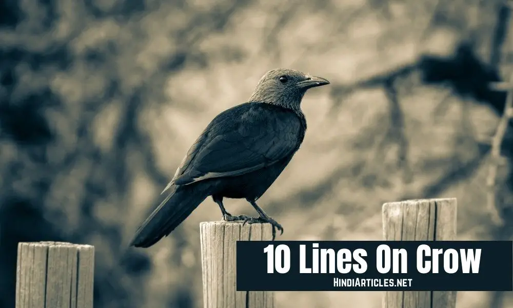 10 Lines On Crow In Hindi And English Language