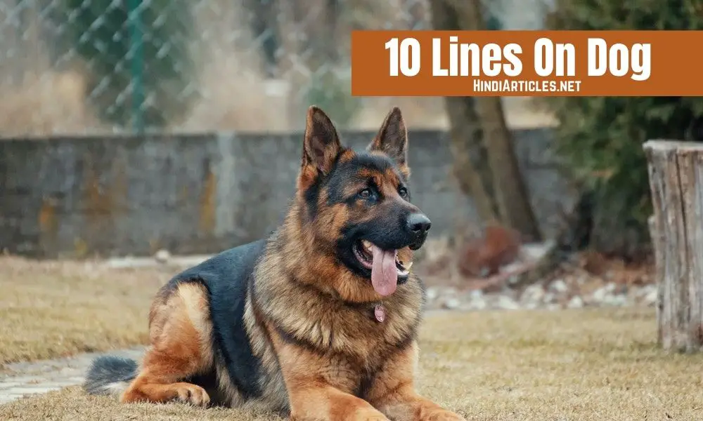 10 Lines On Dog In Hindi And English Language