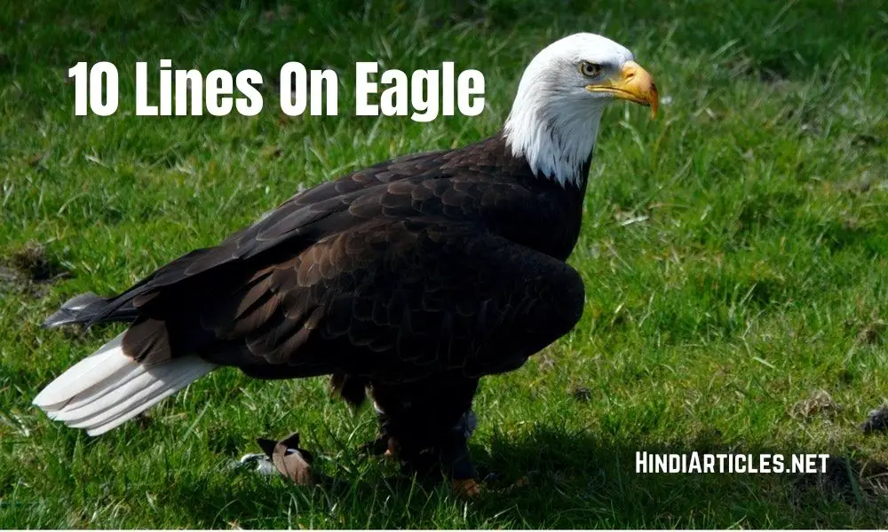 10 Lines On Eagle In Hindi And English Language