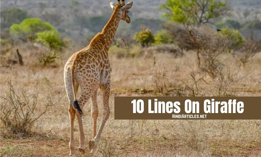 10 Lines On Giraffe In Hindi And English Language