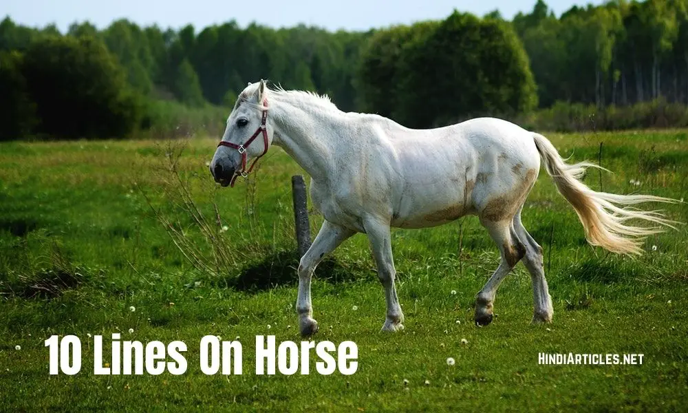 10 Lines On Horse In Hindi And English Language