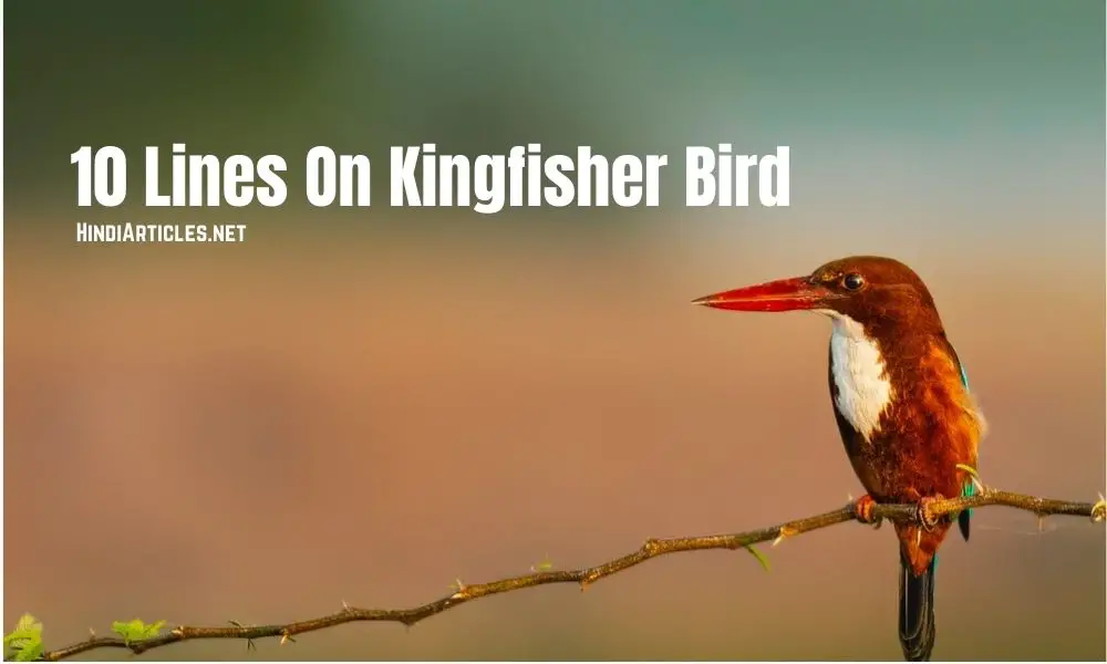 10 Lines On Kingfisher Bird In Hindi And English Language
