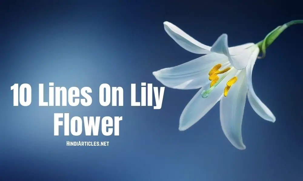 10 Lines On Lily Flower In Hindi And English Language